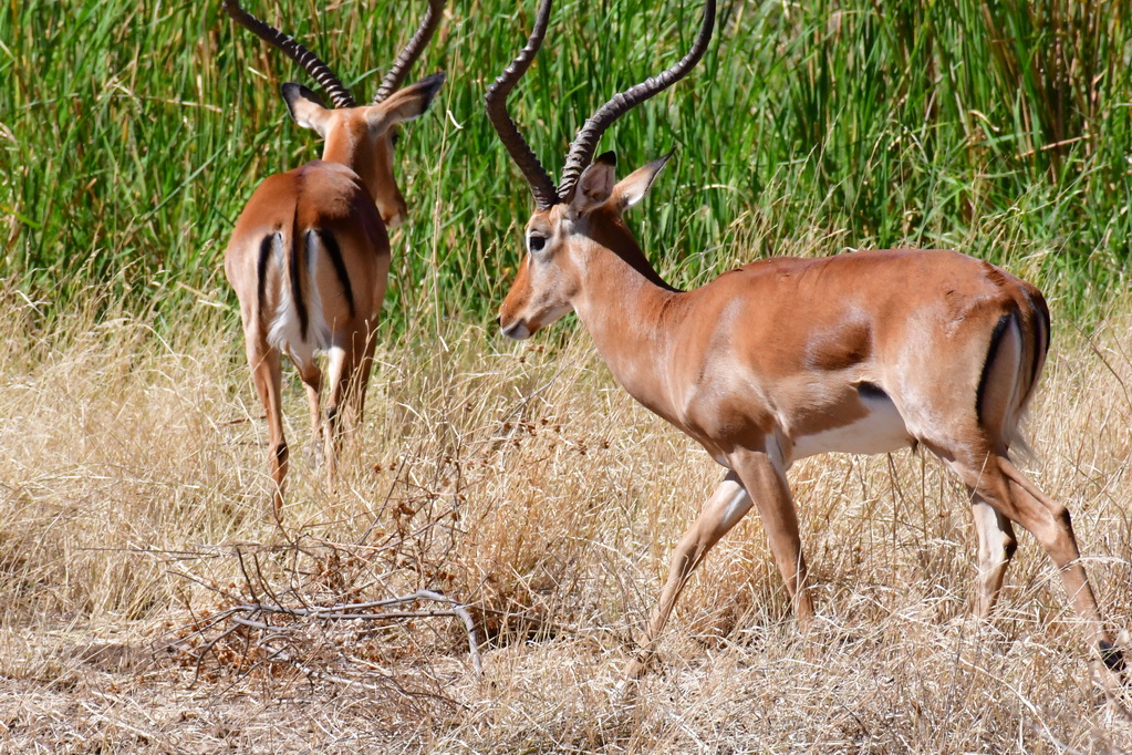 Buffalo Springs Nat. Reserve